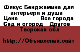 Фикус Бенджамина для интерьера и души › Цена ­ 2 900 - Все города Сад и огород » Другое   . Тверская обл.